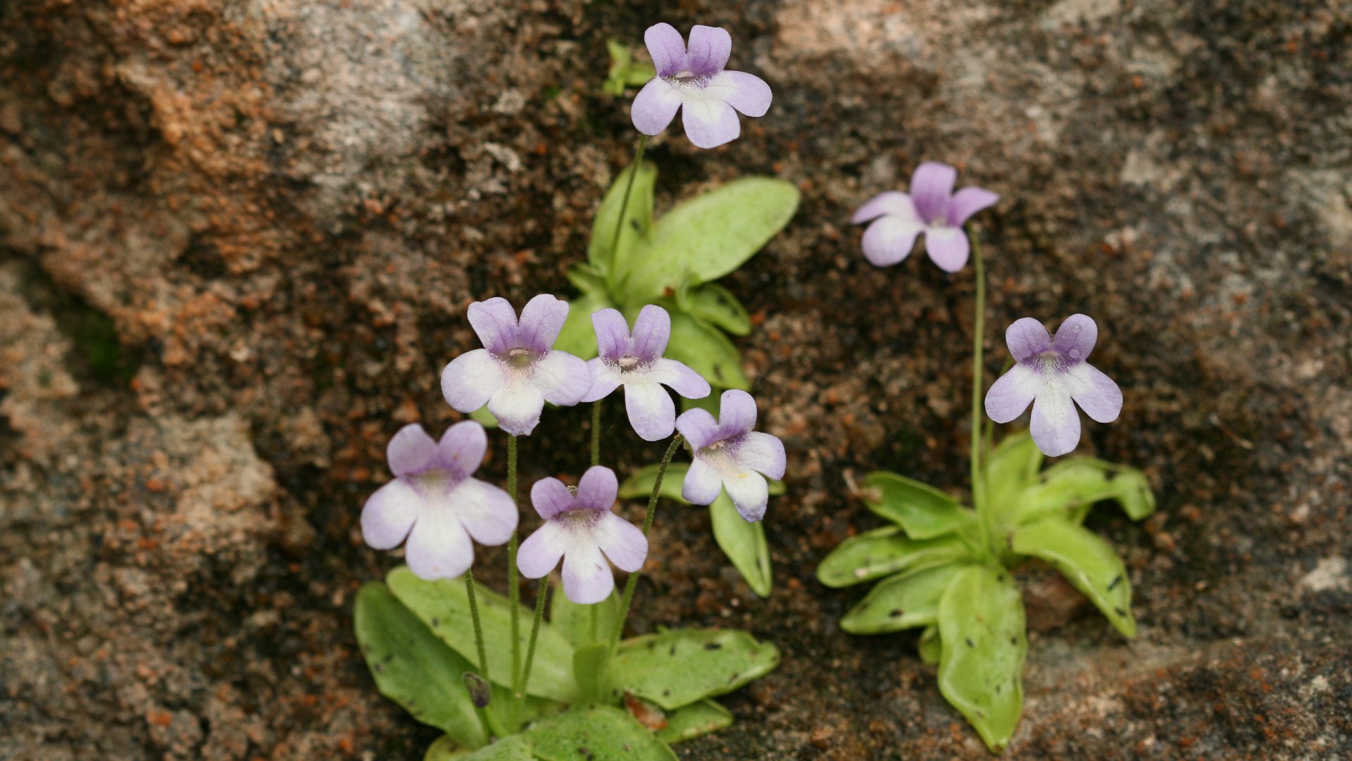 Pinguicula dertosensis primer pla