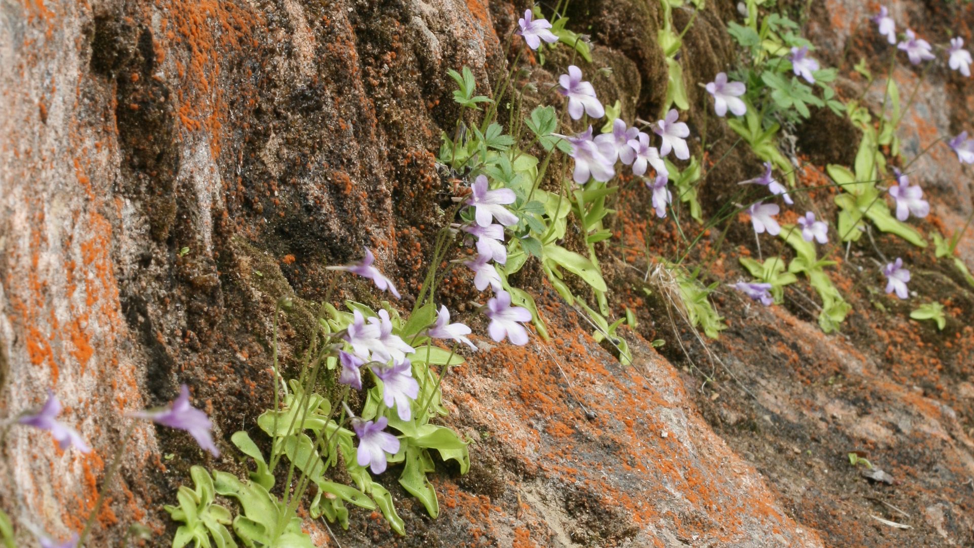 Pinguicula dertosensis contra la paret